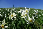 74 Scendiamo tra distese di narcisi in fiore